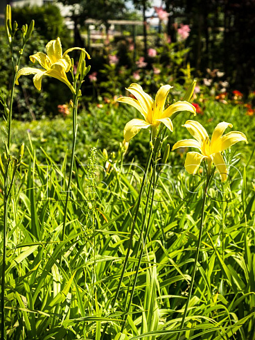 lilejnik-lemon-madelajn-hemerocallis-lemon-madeline-sazhency-v-ryadu.jpg