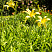 lilejnik-lemon-madelajn-hemerocallis-lemon-madeline-sazhency-v-ryadu.jpg