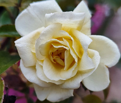 Роза 'Сиб Фрезия' (Rose 'Clb Freesia')