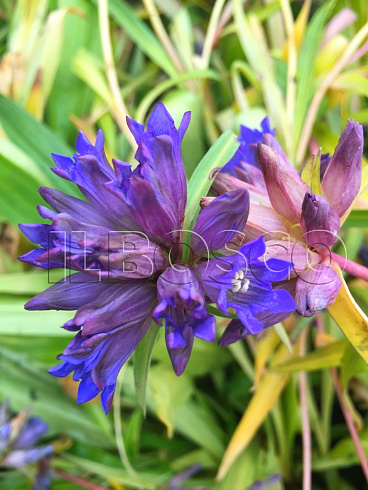 gorechavka-daurskaya-gentiana-dahurica-cvetok.jpg
