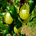 kryzhovnik-malahit-ribes-uvacrispa-plody.jpg