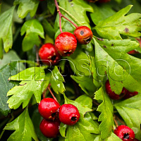Боярышник однопестичный (Crataegus monogyna)