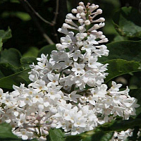 Сирень престона 'Агнес Смит' (Syringa prestoniae 'Agnes Smith')