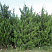 mozhzhevelnik-kitajskij-spartan-juniperus-chinensis-spartan-krona