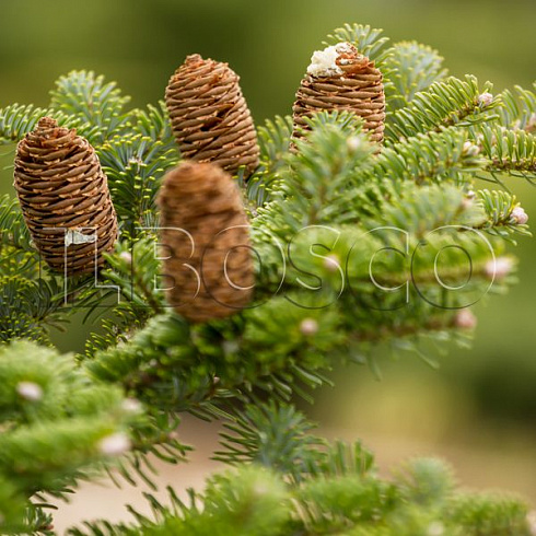 pihta-korejskaya-abies-koreana-shishki.jpg