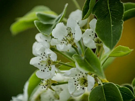 Груша обыкновенная 'Лада' (Pyrus communis 'Лада')