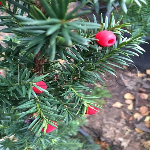 tiss-srednij-hiksi-taxus-media-hicksii-plody