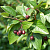 Кизильник блестящий (Cotoneaster lucidus)