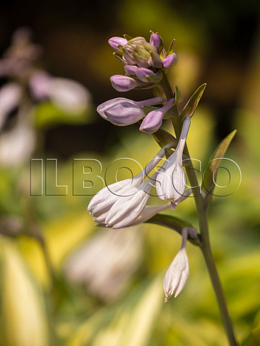 hosta-tardiana-dzhun-hosta-tardiana-june-socvetie.jpg