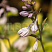 hosta-tardiana-dzhun-hosta-tardiana-june-socvetie.jpg