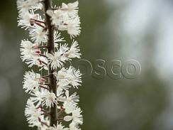 Клопогон сердцелистный 'Пинк Спайк' (Cimicifuga racemosa 'Pink Spike')