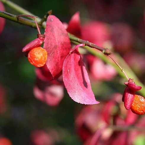 beresklet-krylatyj-euonymus-alatus-plody.jpg