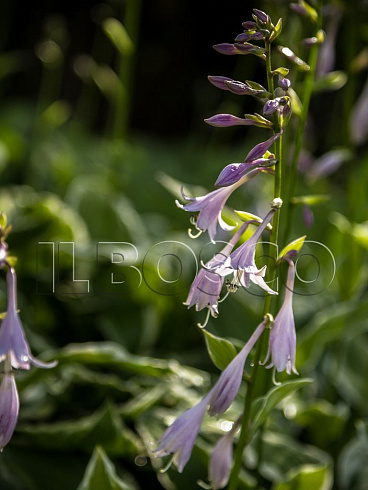 hosta-frans-hosta-francee-socvetie.jpg