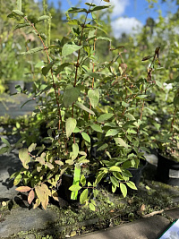 Жимолость съедобная 'Бореал Бьюти' (Lonicera edulis 'Boreal Beauti')