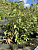 Жимолость съедобная 'Бореал Бьюти' (Lonicera edulis 'Boreal Beauti')