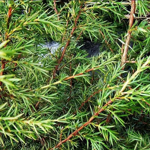 Можжевельник обыкновенный 'Suecica' (Juniperus communis 'Suecica')