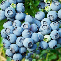 Голубика высокорослая 'Дюк' (Vaccinium corymbosum 'Duke')