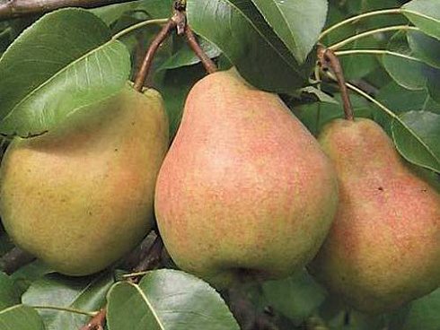 grusha-obyknovennaya-kafedralnaya-pyrus-communis-sort-letnego-sroka-sozrevaniya