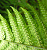 Папоротник мужской (Щитовник) (Dryopteris)