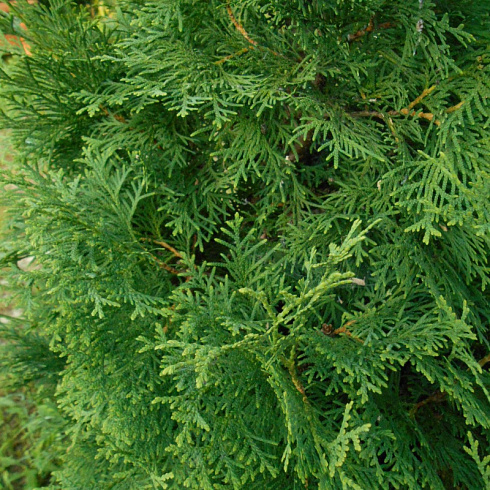 Туя западная 'Fastigiata' (Thuja occidentalis 'Fastigiata')