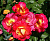 Роза 'Декор Арлекин' (Rose 'Decor Arlequin')