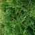 Туя западная 'Fastigiata' (Thuja occidentalis 'Fastigiata')