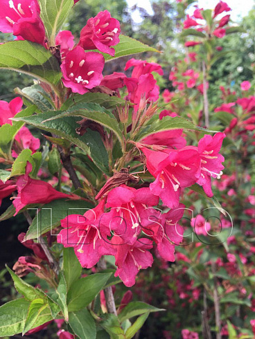 vejgela-bristol-rubi-weigela-bristol-ruby-vetv.jpg