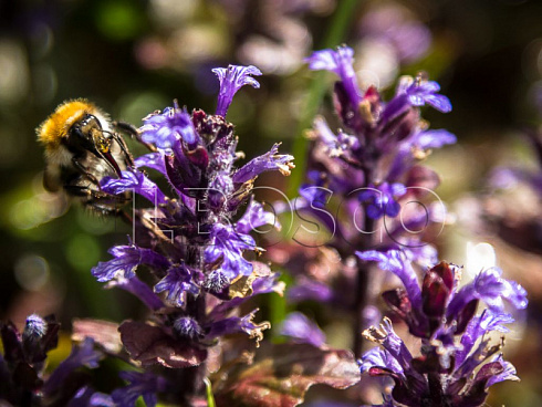 zhivuchka-polzuchaya-ajuga-reptans-socvetie.jpg