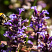 zhivuchka-polzuchaya-ajuga-reptans-socvetie.jpg