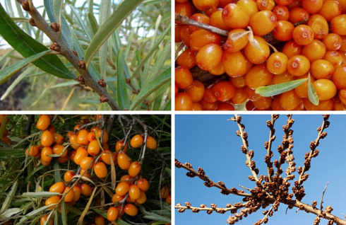 oblepiha-krushinovidnaya-alej-hippophae-rhamnoides-alej-ustojchiv-k-boleznyam