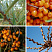 oblepiha-krushinovidnaya-alej-hippophae-rhamnoides-alej-ustojchiv-k-boleznyam
