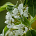 груша лада