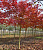 Клен остролистный 'Пасифик Сансет' (Acer platanoides 'Pacific Sunset')