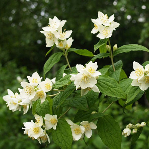 chubushnik-venechnyj-philadelphus-coronarius-kust
