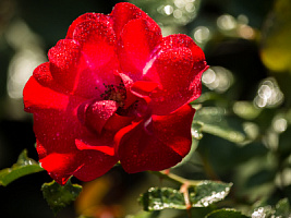 Роза 'Робуста' (Rose 'Robusta')