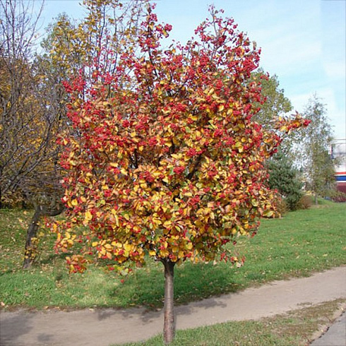 ryabina-promezhutochnaya-sorbus-intermedia-derevo-osenyu