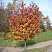 ryabina-promezhutochnaya-sorbus-intermedia-derevo-osenyu
