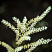volzhanka-obyknovennaya-dvudomnaya-knajfi-aruncus-dioicus-kneiffii-socvetie.jpg