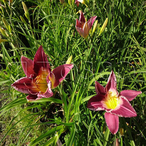 lilejnik-straters-behll-hemerocallis-strutter-s-ball-cvety.jpg