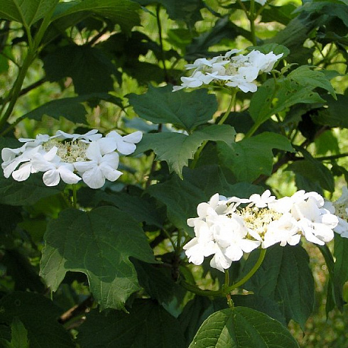 kalina-obyknovennaya-vibrunum-opulus-cvety.jpg