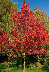 Клен Фримана 'Армстронг' (Acer freemanii 'Armstrong')