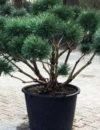 Сосна обыкновенная 'Ватерери' формованная (Pinus sylvestris 'Watereri')