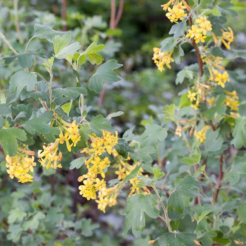 smorodina-alpijskaya-shmidt-ribes-alpinum-schmidt-cvety.jpg
