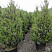 mozhzhevelnik-kitajskij-spartan-juniperus-chinensis-spartan-derevya-ryadami
