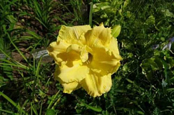 Лилейник 'Форевер Джунг' (Hemerocallis 'Forever Jung')