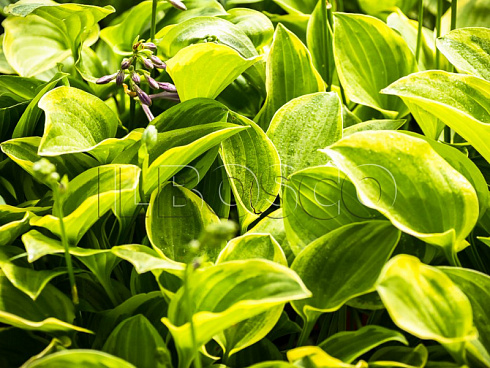 hosta-golden-tiara-hosta-golden-tiara-rastenie.jpg