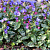Медуница 'Смоки Блу' (Pulmonaria 'Smokey Blue')