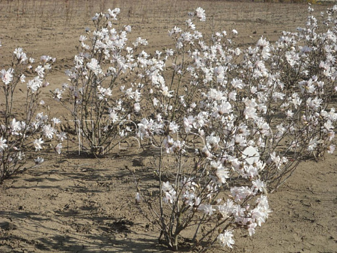 magnoliya-zvezdchataya-magnolia-stellata-sazhency.jpg