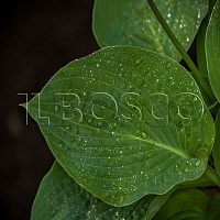 Хоста 'Биг Дэдди' (Hosta 'Big Daddy')