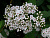 Спирея фрича (Spiraea fritschiana)